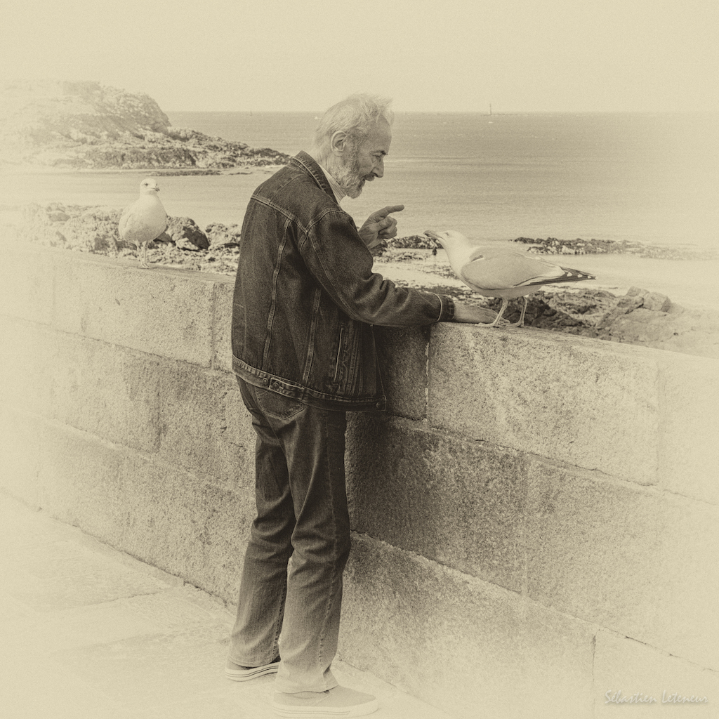 Le vieil homme et le goéland